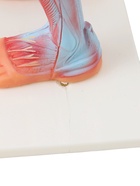 УЦЕНКА Макет «Тело человека. Мышцы» в полный рост, для изучения анатомии, 82 см 10914993