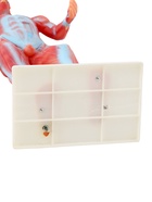 УЦЕНКА Макет «Тело человека. Мышцы» в полный рост, для изучения анатомии, 82 см 10914993