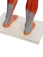 УЦЕНКА Макет «Тело человека. Мышцы» в полный рост, для изучения анатомии, 82 см 10914993