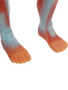 УЦЕНКА Макет «Тело человека. Мышцы» в полный рост, для изучения анатомии, 82 см 10914993