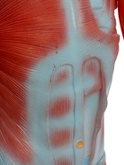 УЦЕНКА Макет «Тело человека. Мышцы» в полный рост, для изучения анатомии, 82 см 10914993