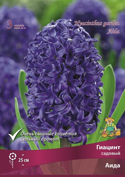 Гиацинт садовый «Аида», р-р 14/15, 3 шт., Осень 2025