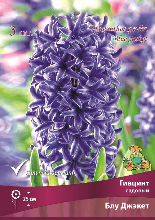 Гиацинт садовый «Блу Джэкет», р-р 15/16, 3 шт., Осень 2025 - Фото 1