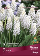 Мускари армянский «Венус», р-р 7/8, 10 шт., Осень 2025 10907452