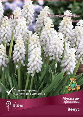 Мускари армянский Венус, р-р 7/8, 10 шт., Весна 2026
