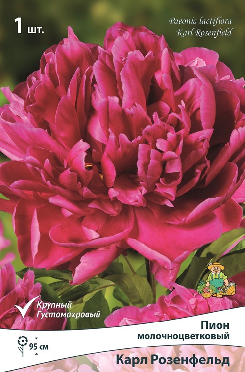 Пион молочноцветковый Карл Розенфельд, р-р 2-3, 1 шт., Весна 2026