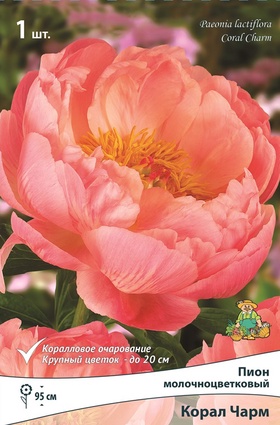 Пион гибридный «Корал Чарм», р-р 2-3, 1 шт., Осень 2025
