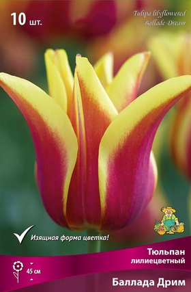 Тюльпан лилиецветный «Баллада Дрим», р-р 11/12, 7 шт., Осень 2025