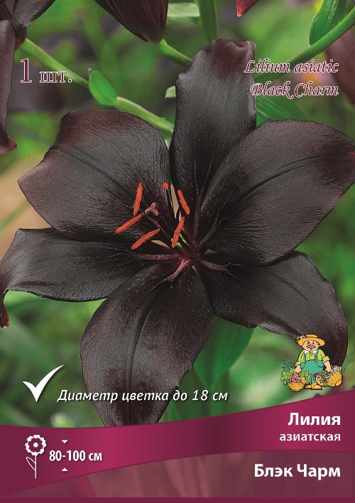 Лилия азиатская «Блэк Чарм», р-р 14/16., 2 шт., Осень 2025