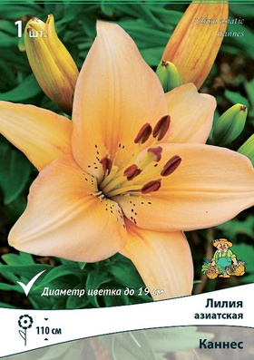 Лилия азиатская «Каннес», р-р 14/16., 2 шт., Осень 2025