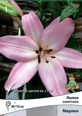 Лилия азиатская «Марлен», р-р 14/16., 2 шт., Осень 2025
