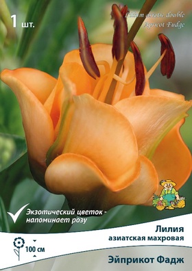 Лилия азиатская махровая «Эйприкот Фадж», р-р 14/16., 1 шт., Осень 2025
