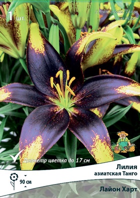 Лилия азиатская «Танго Бамблби», р-р 14/16, 2 шт., Осень 2025