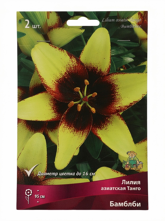 Лилия азиатская «Танго Бамблби», р-р 14/16, 2 шт., Осень 2025