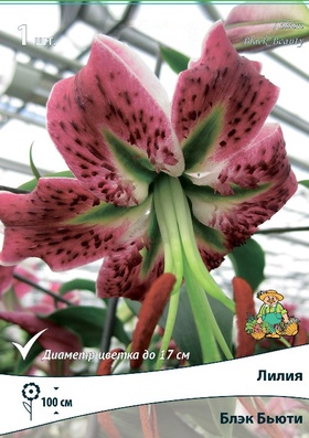 Лилия видовая «Блэк Бьюти», р-р 14/16., 1 шт., Осень 2025