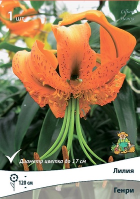 Лилия видовая «Генри», р-р 14/16., 1 шт., Осень 2025