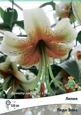 Лилия видовая «Леди Элис», р-р 14/16, 1 шт. Осень 2025