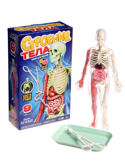 УЦЕНКА Набор для опытов «Строение тела», светящееся с мягкими органами