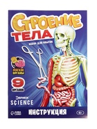 УЦЕНКА Набор для опытов «Строение тела», светящееся с мягкими органами - Фото 11