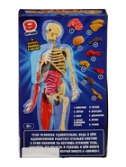 УЦЕНКА Набор для опытов «Строение тела», светящееся с мягкими органами - Фото 15