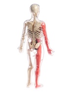 УЦЕНКА Набор для опытов «Строение тела», светящееся с мягкими органами - Фото 4