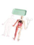 УЦЕНКА Набор для опытов «Строение тела», светящееся с мягкими органами - Фото 6