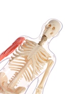 УЦЕНКА Набор для опытов «Строение тела», светящееся с мягкими органами - Фото 9