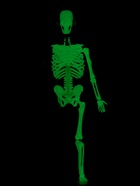 УЦЕНКА Набор для опытов «Строение тела», светящееся с мягкими органами - Фото 10