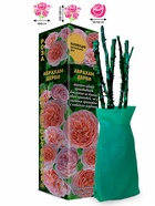 Саженец Роза Абрахам Дерби Английская 1 шт. Весна 2026  (артикул 10920714)  большой выбор товаров оптом и в розницу по низким ценам с доставкой