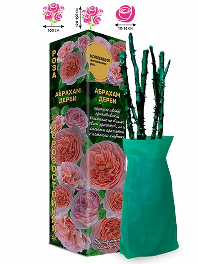 Саженец Роза английская «Абрахам Дерби», 1 шт., Весна 2026