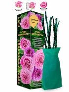 Саженец Роза Агнес Шиллингер Шраб 1 шт. Весна 2026  (артикул 10920715)  большой выбор товаров оптом и в розницу по низким ценам с доставкой