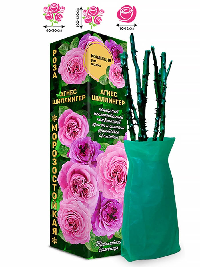 Саженец Роза шраб «Агнес Шиллингер», 1 шт., Весна 2026 - Фото 1