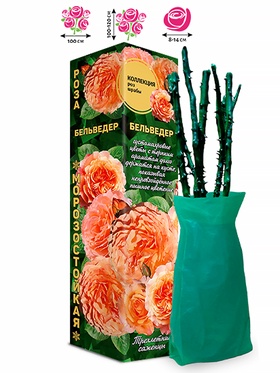 Саженец Роза шраб «Бельведер», 1 шт., Весна 2026