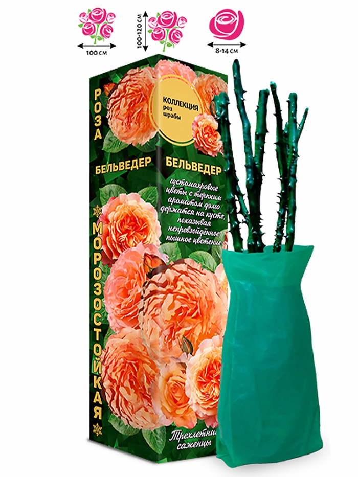 Саженец Роза шраб «Бельведер», 1 шт., Весна 2026 - Фото 1