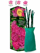 Саженец Роза Вентило Шраб, 1 шт. Весна 2026  (артикул 10920717)  большой выбор товаров оптом и в розницу по низким ценам с доставкой