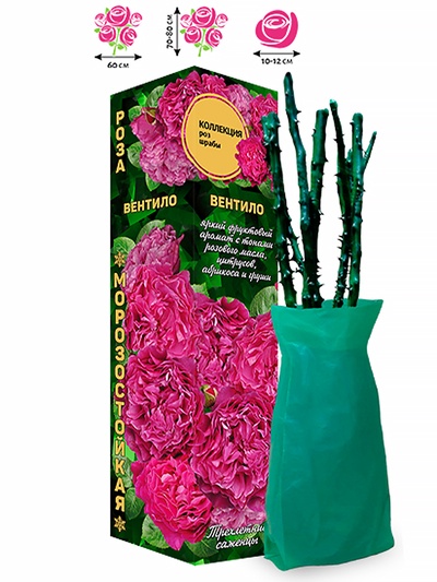 Саженец Роза Шраб «Вентило», 1 шт., Весна 2026