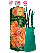 Саженец Роза Вестерленд Шраб кремовая, 1 шт. Весна 2026  (артикул 10920718)  большой выбор товаров оптом и в розницу по низким ценам с доставкой