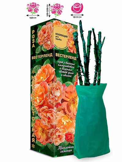 Саженец Роза шраб «Вестерленд», кремовая, 1 шт., Весна 2026