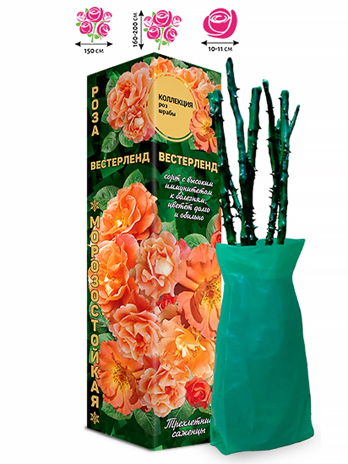 Саженец Роза шраб «Вестерленд», кремовая, 1 шт., Весна 2026 - Фото 1