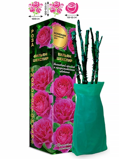 Саженец Роза английская «Вильям Шекспир», красная, 1 шт., Весна 2026