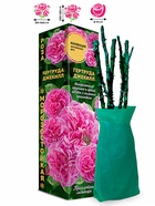 Саженец Роза Гертруда Джекилл Английская, 1 шт. Весна 2026  (артикул 10920721)  большой выбор товаров оптом и в розницу по низким ценам с доставкой