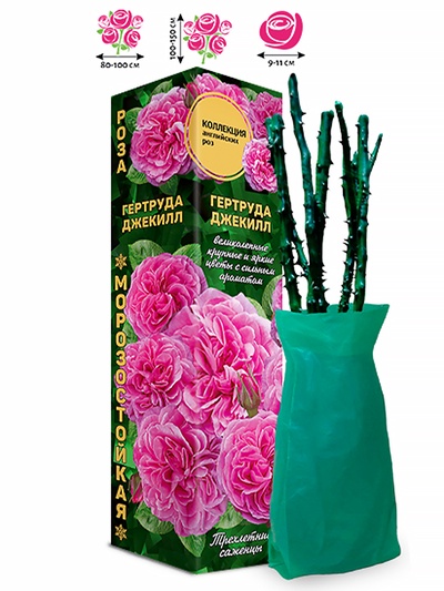 Саженец Роза английская «Гертруда Джекилл», 1 шт., Весна 2026