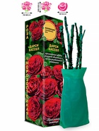 Саженец Роза Дарси Бассел Английская, 1 шт. Весна 2026  (артикул 10920724)  большой выбор товаров оптом и в розницу по низким ценам с доставкой