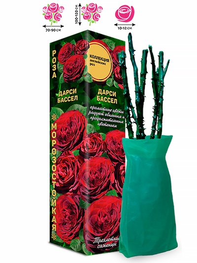 Саженец Роза английская «Дарси Бассел», 1 шт., Весна 2026