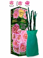 Саженец Роза Джеф ЛАртист Шраб, 1 шт. Весна 2026  (артикул 10920725)  большой выбор товаров оптом и в розницу по низким ценам с доставкой