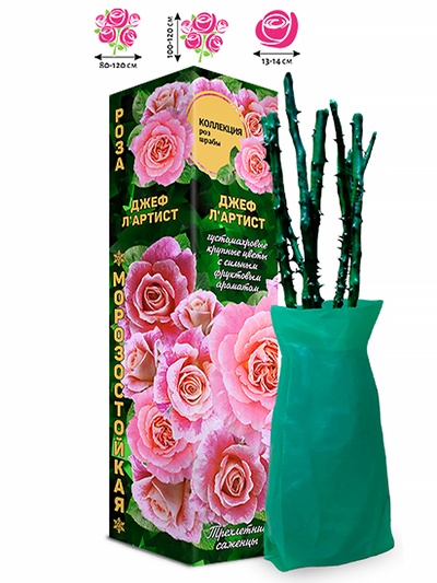 Саженец Роза шраб «Джеф Л«Артист», 1 шт., Весна 2026