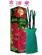 Саженец Роза Дино де Лаурентис Шраб, 1 шт. Весна 2026  (артикул 10920726)  большой выбор товаров оптом и в розницу по низким ценам с доставкой