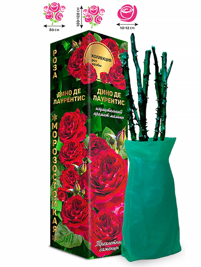 Саженец Роза шраб «Дино де Лаурентис», 1 шт., Весна 2026 - Фото 1