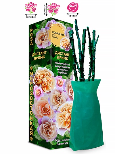 Саженец Роза шраб «Дистант Дримс», 1 шт., Весна 2026