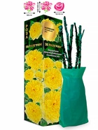 Саженец Роза Зе Пилгрим Английская, 1 шт. Весна 2026  (артикул 10920728)  большой выбор товаров оптом и в розницу по низким ценам с доставкой